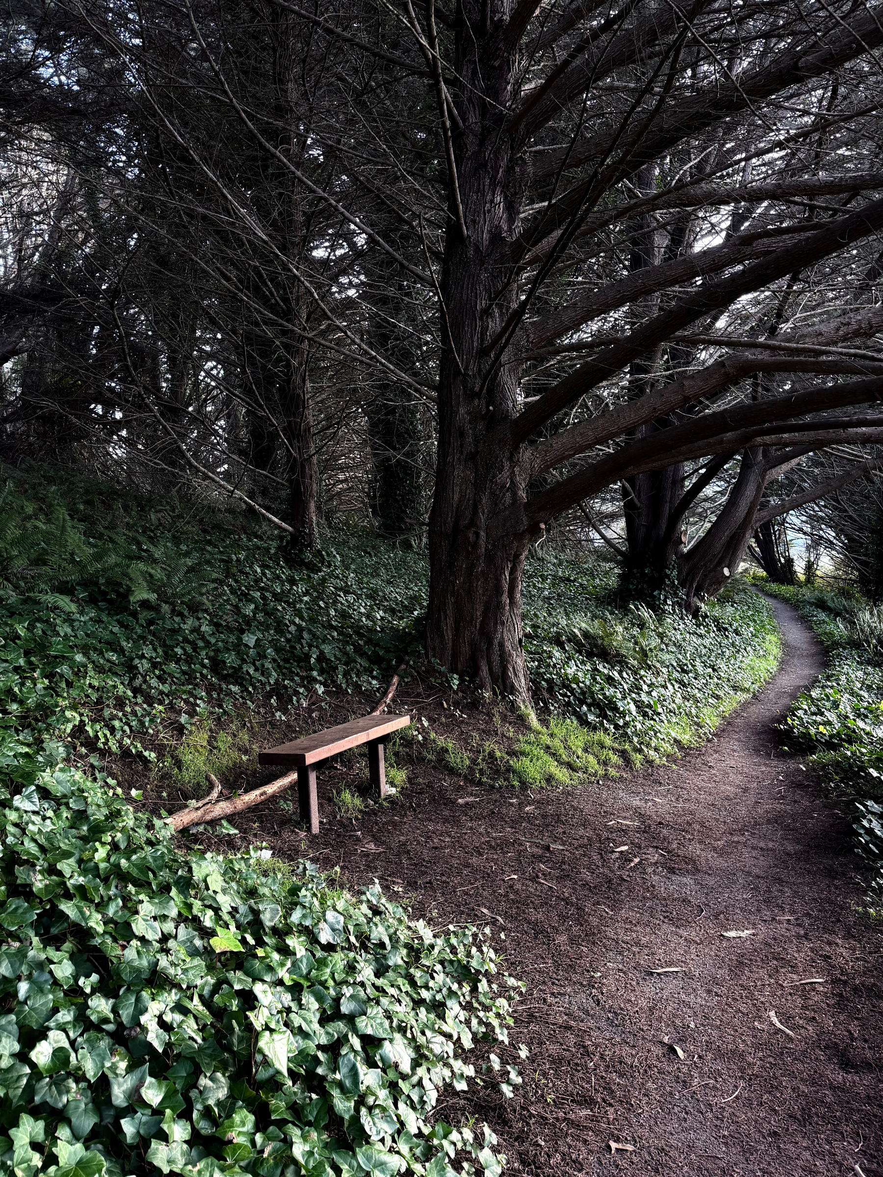 A bench along a dirt path, next to a tall, barren, black tree, surrounded by an ivy-covered forest floor, on a winter’s day